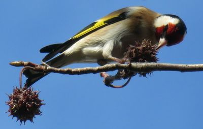 Low angle view of bird perching on tree against clear blue sky