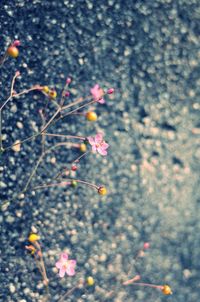 Close-up of flowers growing on tree