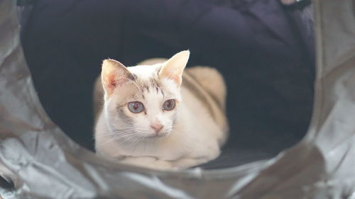 Close-up portrait of a cat