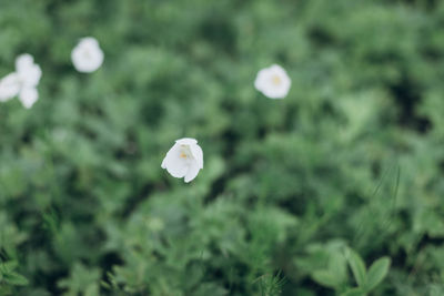 Close-up of white flowering plant