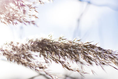 Close-up of flowers against blurred background