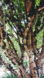 Low angle view of tree trunks in forest