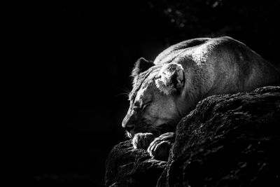 Lioness sleeping on rock