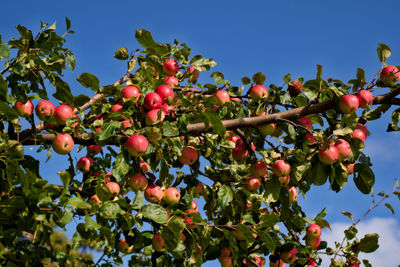 Low angle view of red apples on tree against blue sky