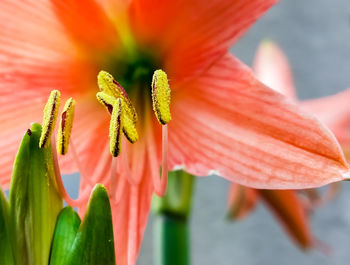 Close-up of red lily