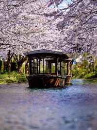 View of cherry blossom in canal