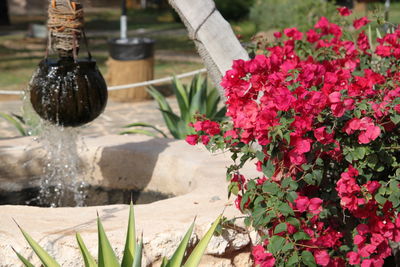 Pink flowering plants in garden