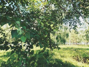 Green leaves on tree