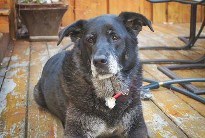 Portrait of black dog relaxing on wood