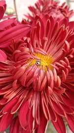 Close-up of insect on red dahlia