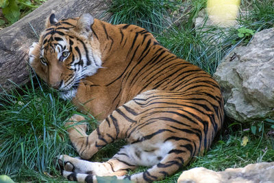 Cat relaxing in a zoo