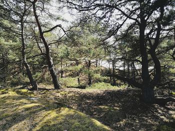 Trees in forest