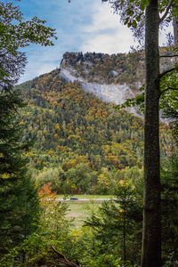 Scenic view of forest