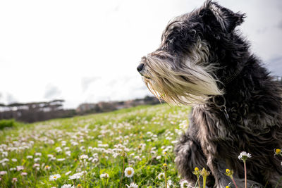 Dog running on field