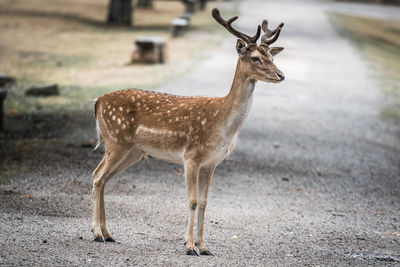 Deer standing in a field