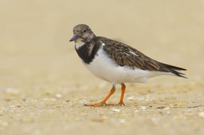 Close-up of bird on sand