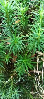 High angle view of plants growing on field