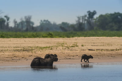 Elephants in lake