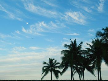 Low angle view of palm trees against sky