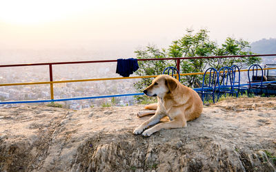 Dog standing on beach