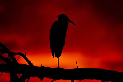 Silhouette bird perching on tree