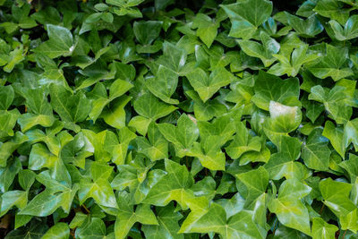 Full frame shot of fresh green leaves