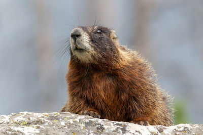 Yellow-bellied marmot - marmota flaviventris - on jenny lake trail, grand tetons national park, wy .
