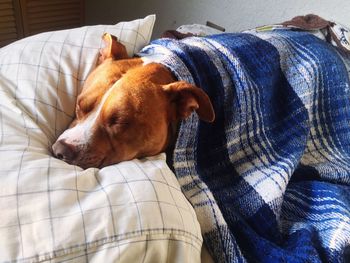 Close-up of dog sleeping on bed at home