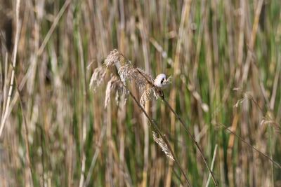 Bearded reedling perching on a straw. close up.