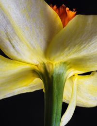Close-up of yellow flowering plant