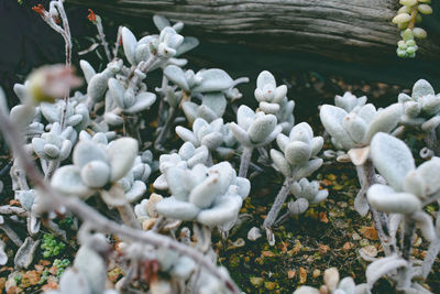 Close-up of white flowering plant