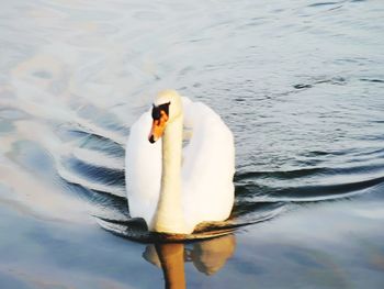 View of swan swimming in lake