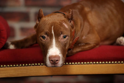 Close-up portrait of a dog at home