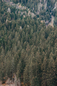 High angle view of pine tree in forest