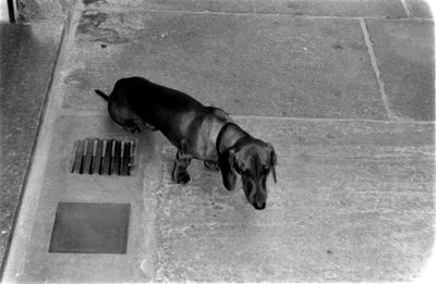 High angle view of dog relaxing on sidewalk