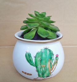 High angle view of succulent plant on table