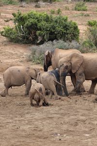 Elephant walking in a farm