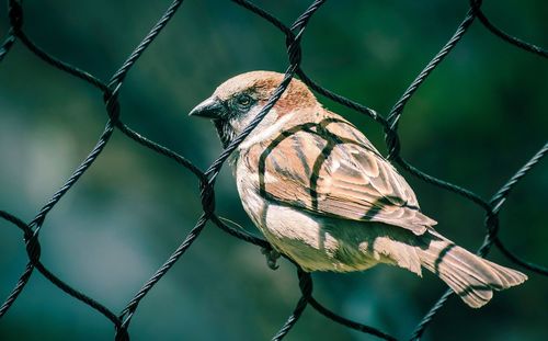 Close-up of bird perching on chainlink fence