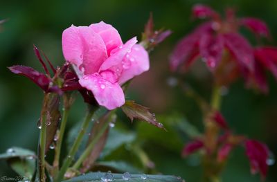 Close-up of wet pink flowers blooming outdoors