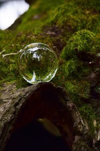 Reflection of trees in water
