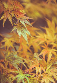 Close-up of autumnal leaves on a field