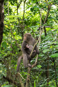 Monkey in a forest