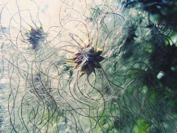 Close-up of dandelion on land