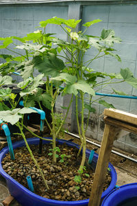 Potted plants in garden