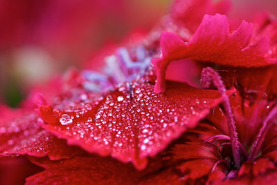 Close-up of wet red dianthus