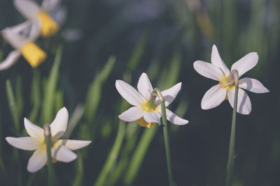 Close-up of white flowering plant