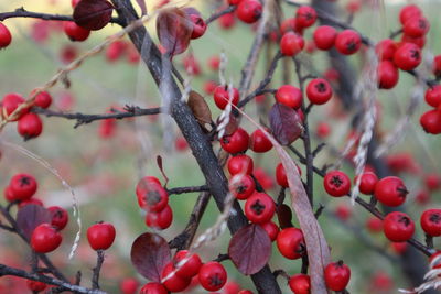 Close-up of berries on tree