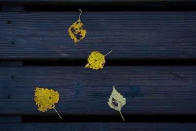 High angle view of yellow leaves on wooden wall