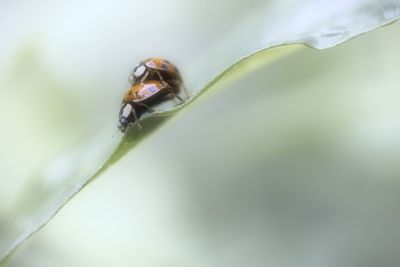 Close-up of ladybug on plant