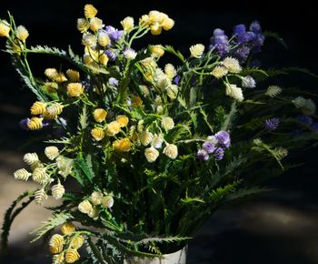 Close-up of flowers blooming outdoors